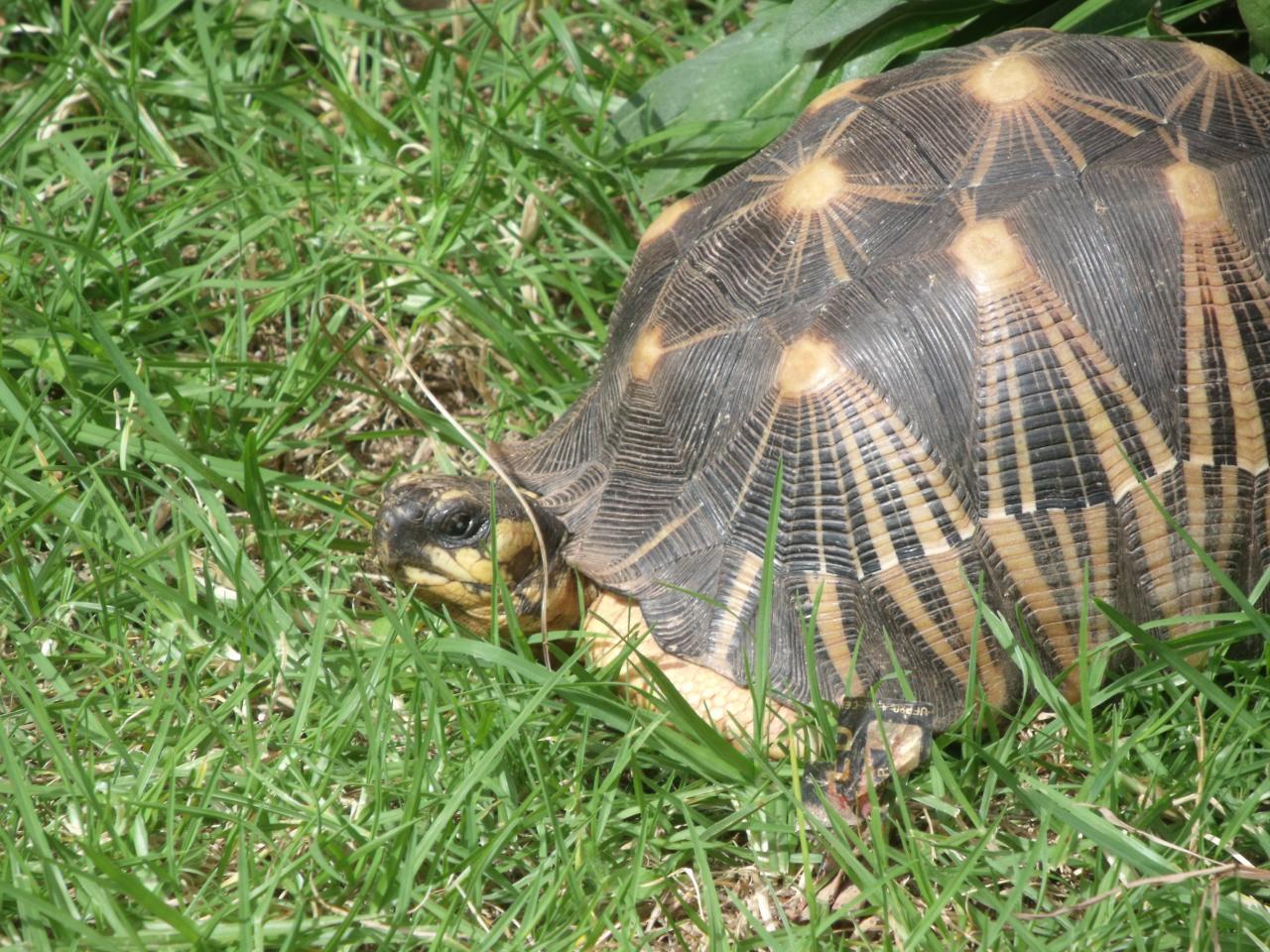 Tortue