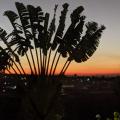 Image coucher de soleil ravinala